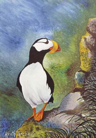 horned-puffin1
